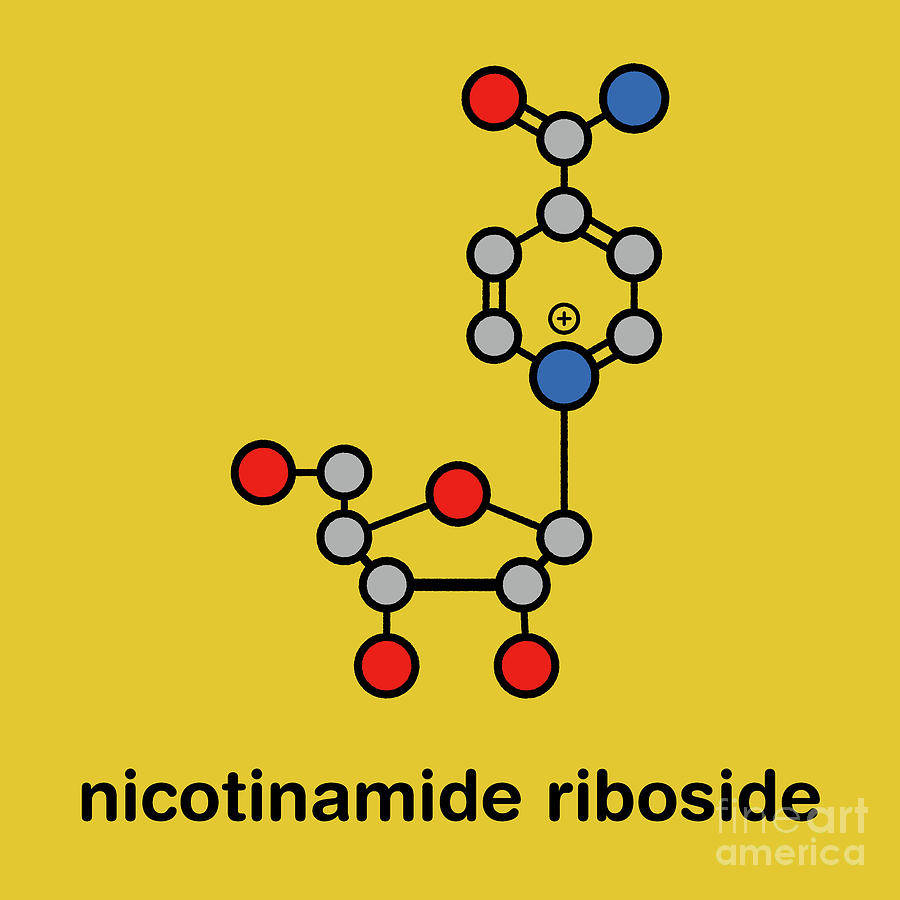 Nicotinamide Riboside Molecule Photograph by Molekuul/science Photo