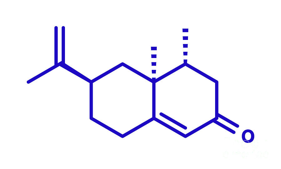 Nootkatone Natural Insect Repellent Molecule #3 Photograph by Science Photo Library Nootkatone Natural Insect Repellent Molecule #3 Photograph by Science Photo Library