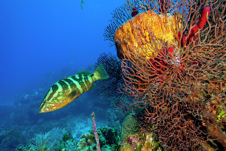 Fish Photograph - Northern Bahamas, Caribbean #3 by Stuart Westmorland