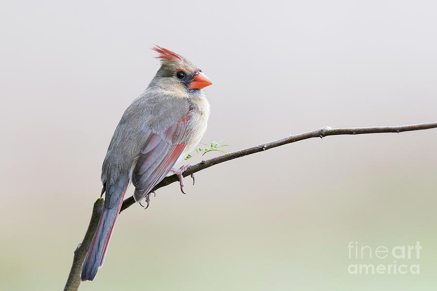 Northern Cardinal #3 Photograph by Dr P. Marazzi/science Photo Library