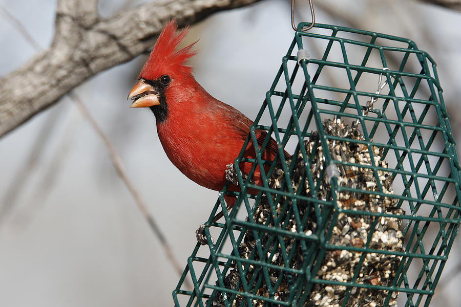 Northern Cardinal #3 Photograph by James Zipp