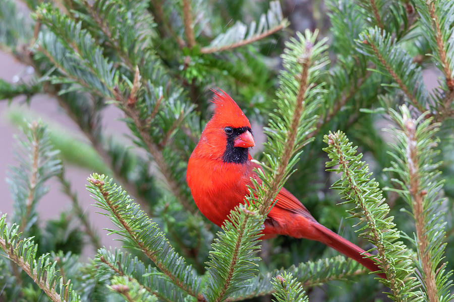 Winter Photograph - Northern Cardinal Male In Fir Tree #3 by Richard and Susan Day