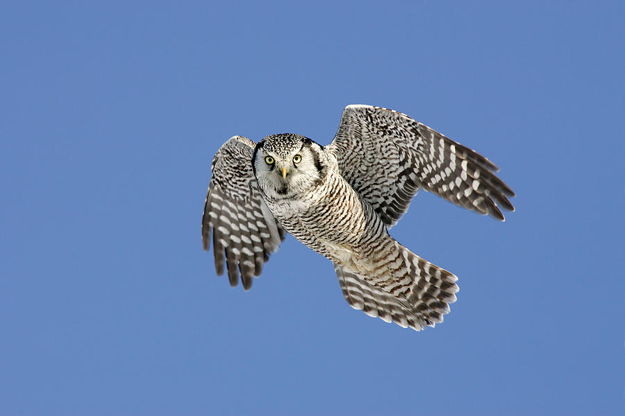 Northern Hawk Owl #3 Photograph by James Zipp