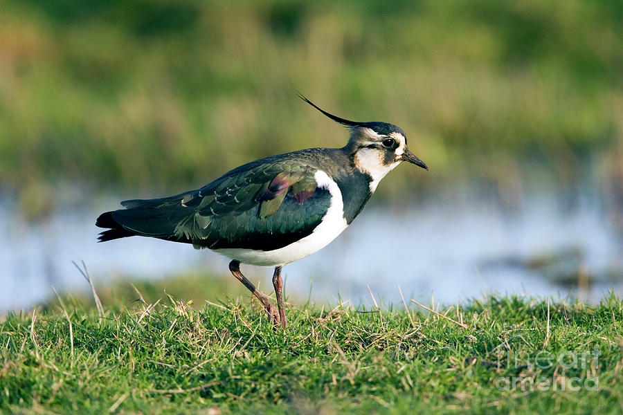 Northern Lapwing #3 By John Devries Science Photo Library