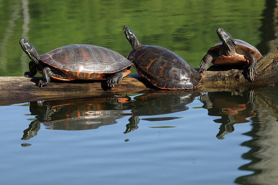 Northern Red-bellied Turtles Basking, Maryland, Usa. #3 Photograph by ...