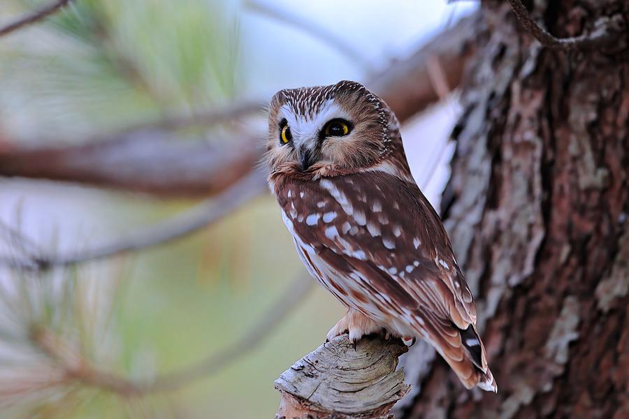 Northern Saw Whet Owl Photograph by Gavin Lam - Fine Art America