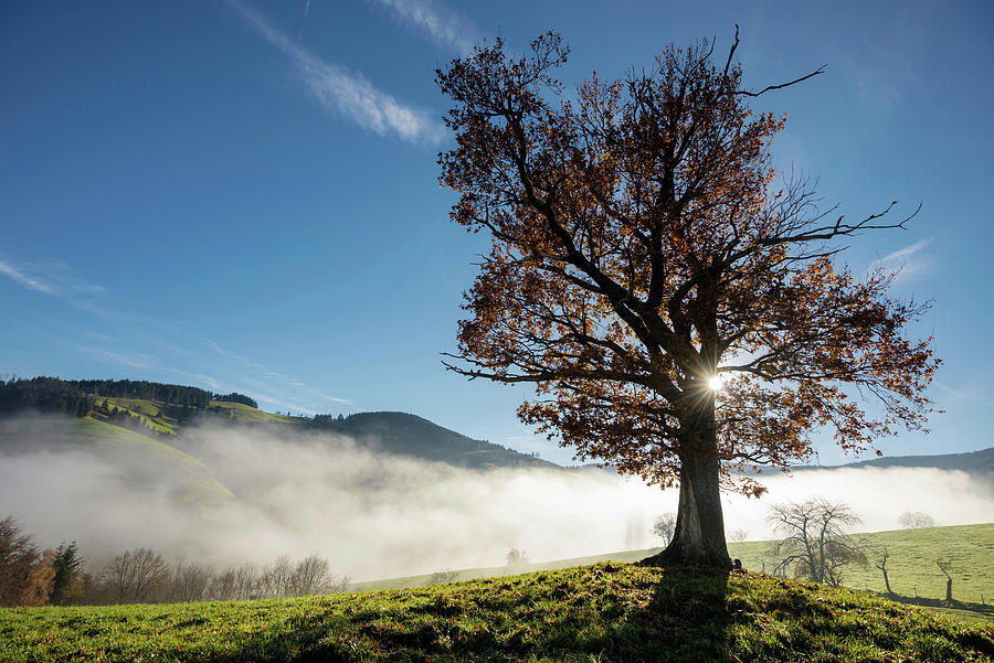 Oak Tree quercus With Autumnal Foliage, Backlit With Fog, Schauinsland, Baden-wuerttemberg, Germany #3 Photograph by Daniel Schoenen Fotografie
