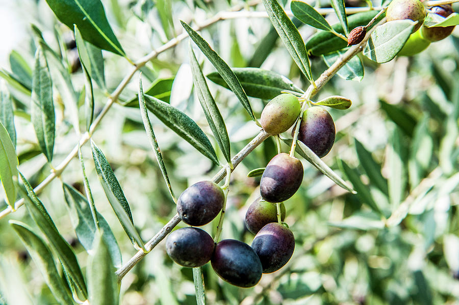 Olive Tree With Olive Fruits, Lago Di Garda, Province Of Verona, Northern Italy, Italy #3 Photograph by Arnt Haug