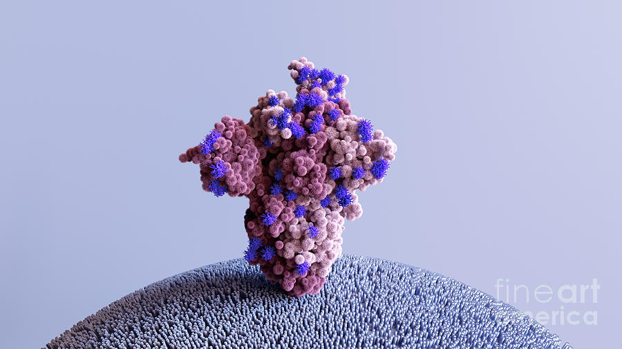 Omicron Coronavirus Variant Spike Protein #3 Photograph by Design Cells ...