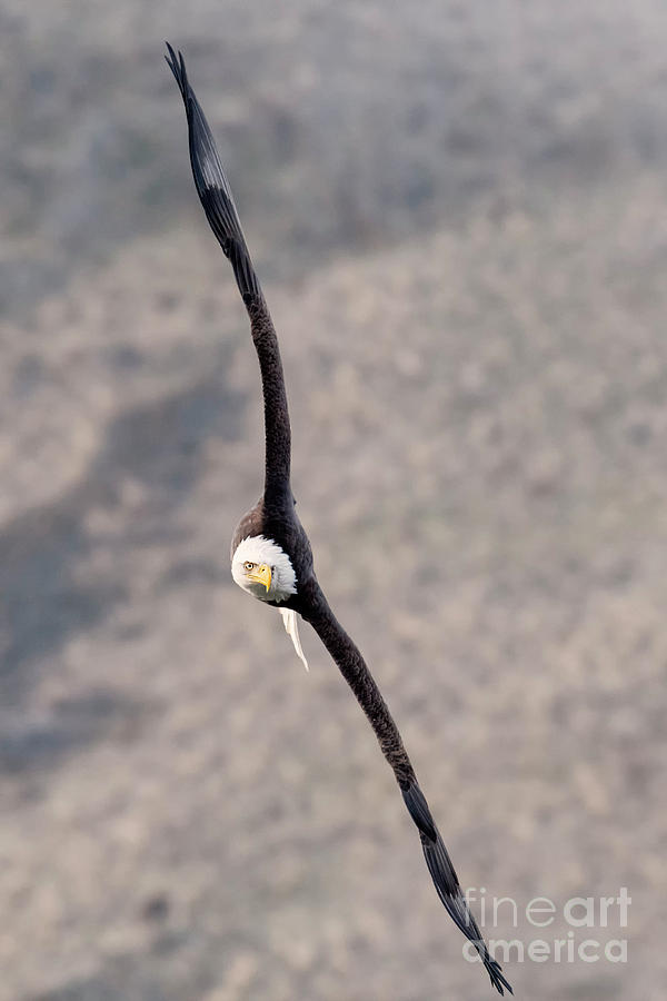 Bald Eagle Photograph - On Edge Turn by Mike Dawson Bald Eagle Photograph - On Edge Turn by Mike Dawson