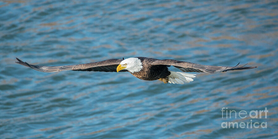Eagle Photograph - Eagle On the Hunt by Michael Dawson