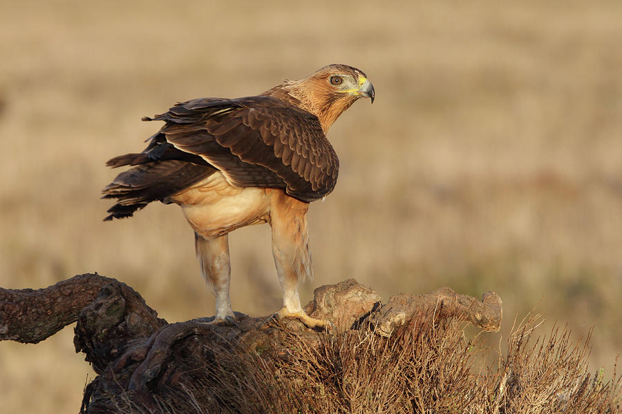 Wildlife Photograph - One Years Old Female Of Bonelli´s Eagle, Aquila Fasciata #3 by Cavan Images