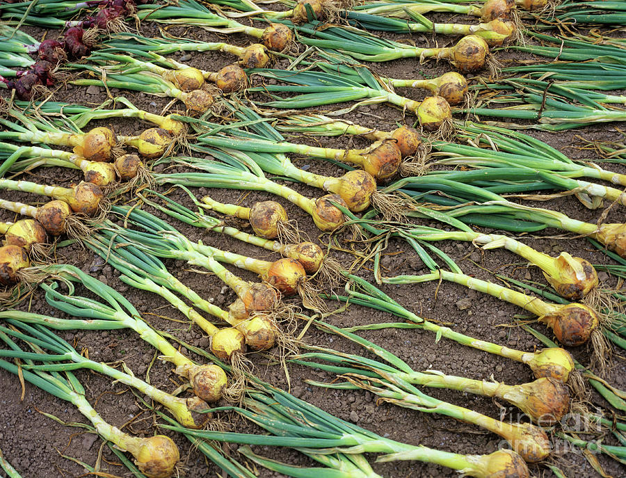 Onions #3 Photograph by Geoff Kidd/science Photo Library