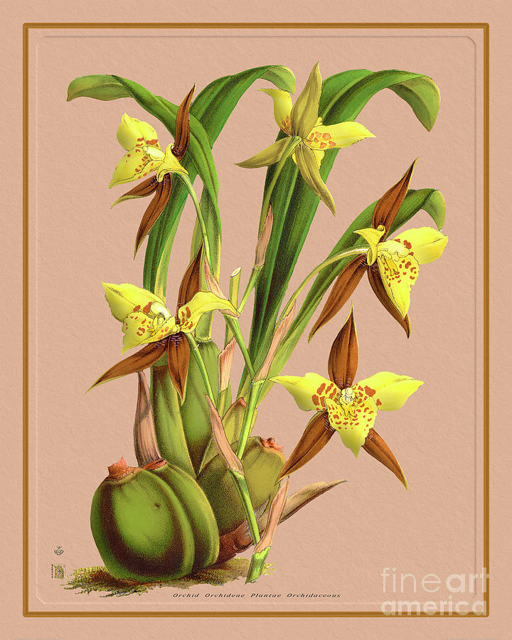 Orchid Flower Orchideae Plantae Digital Art
