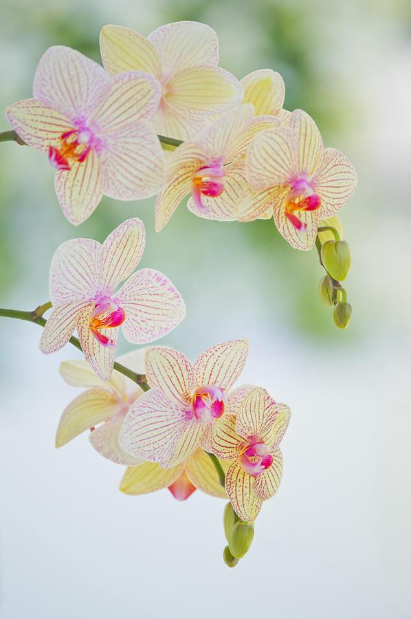 Orchid Flowers #3 Photograph by Michael Lustbader
