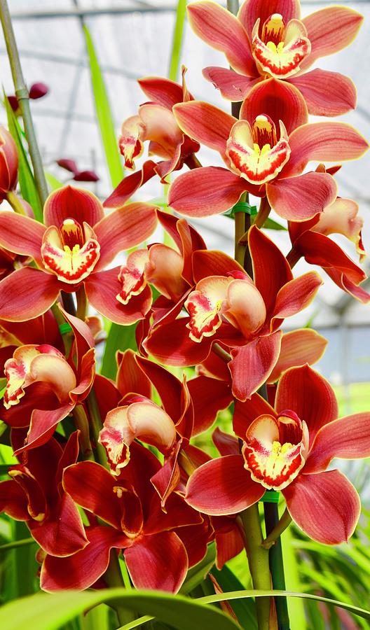 Red Cymbidium Orchids I Photograph by Bnte Creations