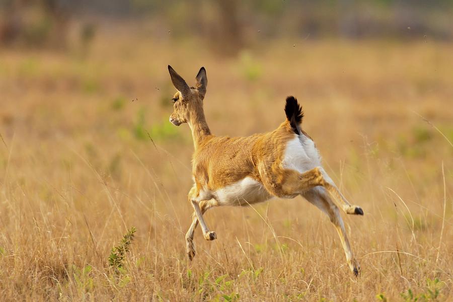 Oribi (ourebia Ourebi). Mlilwane Photograph by Roger De La Harpe | Fine ...