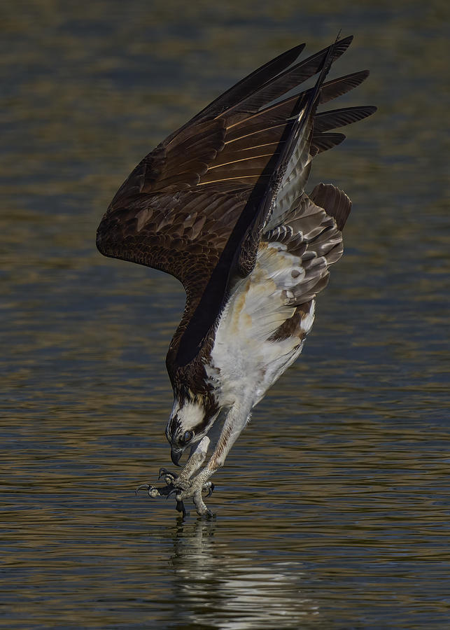 Osprey Diving #3 Photograph by Johnny Chen