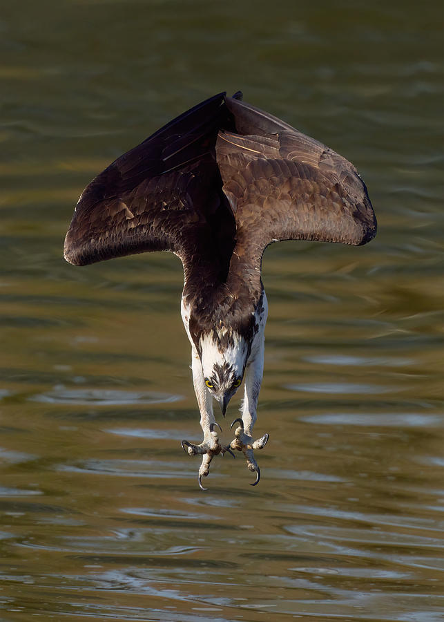 Nature Photograph - Osprey In Action #3 by Johnny Chen
