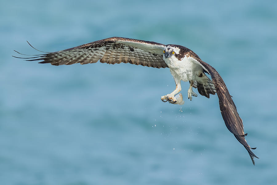Bird Photograph - Osprey #3 by James Cai