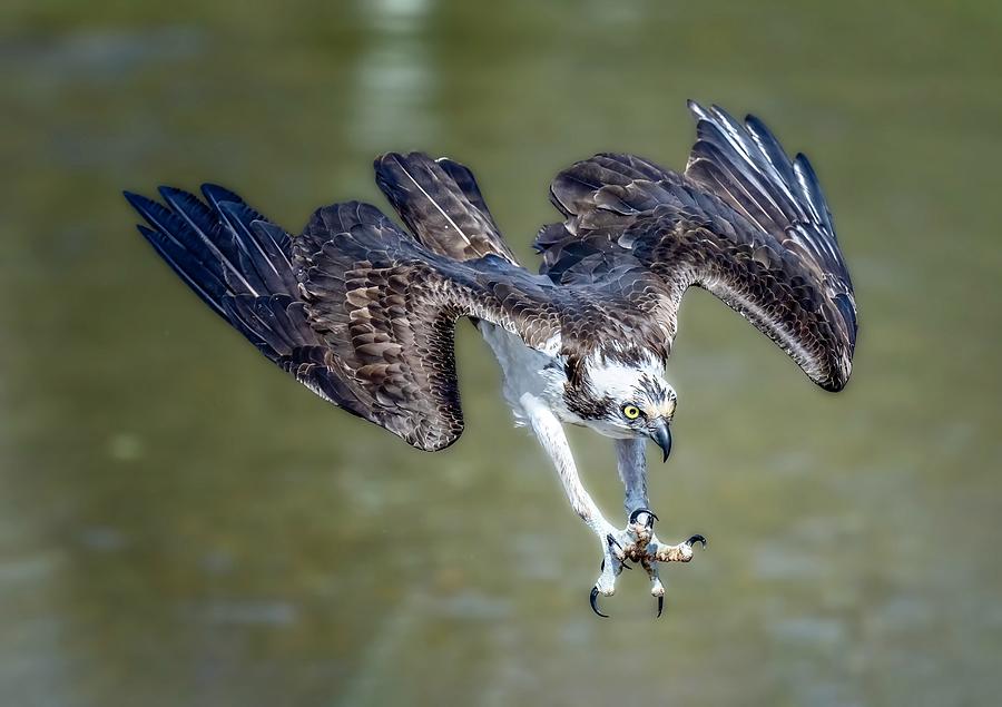 Osprey Photograph - Osprey #3 by Tao Huang