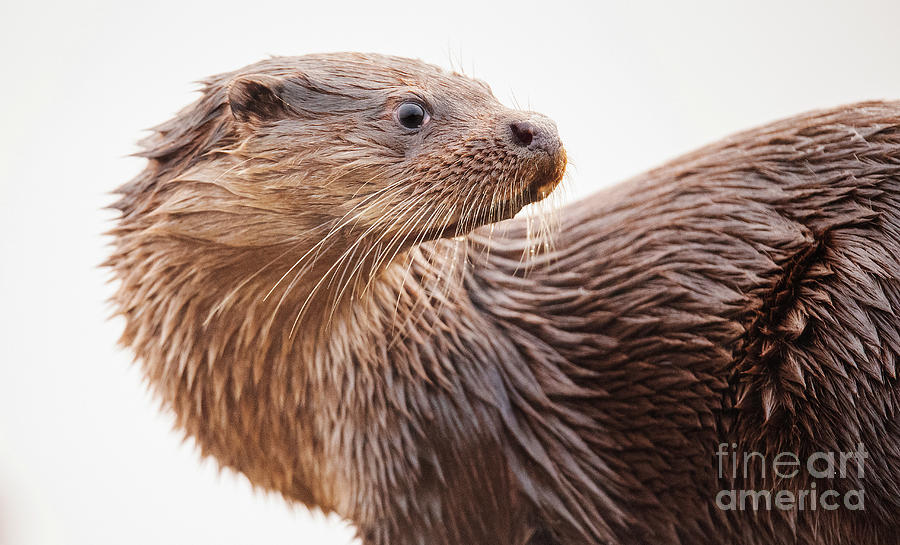 Otter Photograph