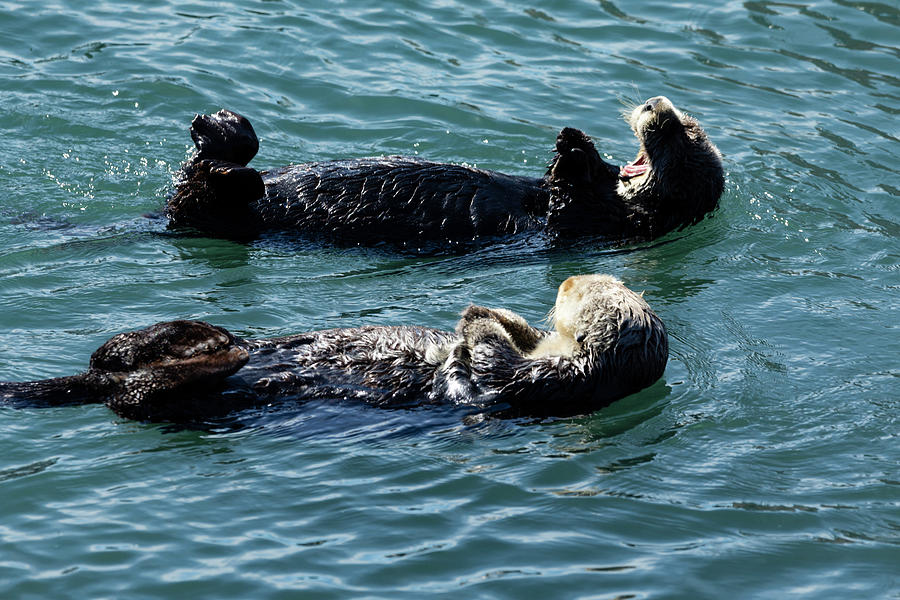 Otters Swimming In Water, Morro Bay Photograph by Panoramic Images ...