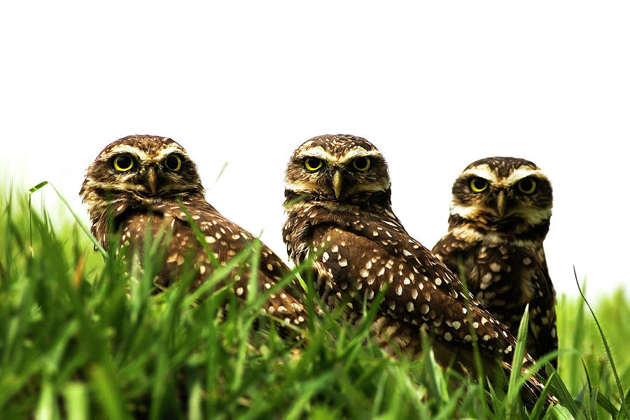 3 Owls Photograph by Tatianasapateiro Sp Brazil