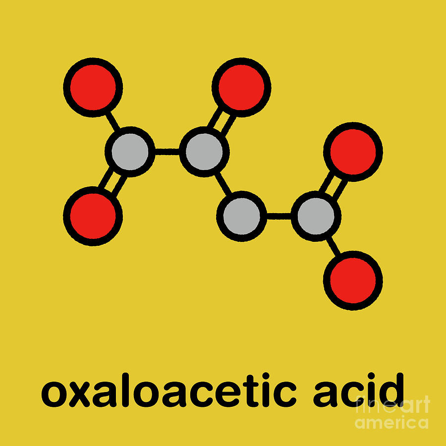 Oxaloacetic Acid Metabolic Intermediate Molecule 3 By Molekuulscience Photo Library 3932