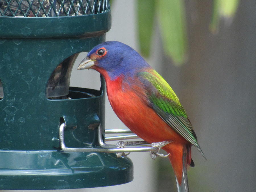 Painted Bunting Photograph by Michael McCormack - Fine Art America