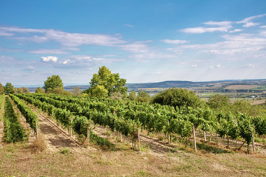 Palava Vineyards. South Moravia Czech Republic Photograph by Artush ...