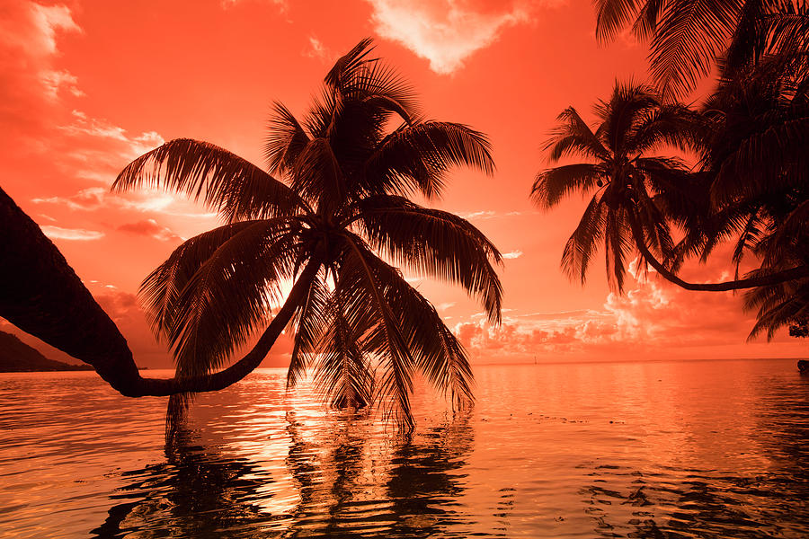 Palm Trees At Sunset, Moorea, Tahiti #3 Photograph by Panoramic Images