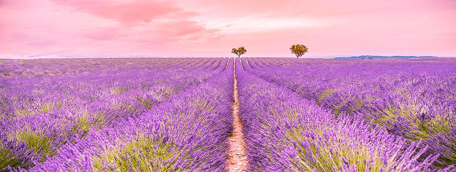 Nature Photograph - Panoramic View Of French Lavender Field #3 by Levente Bodo