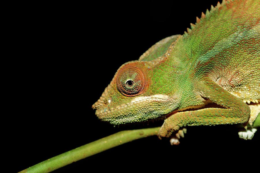 panther chameleon Furcifer pardalis Photograph by Artush Foto - Pixels