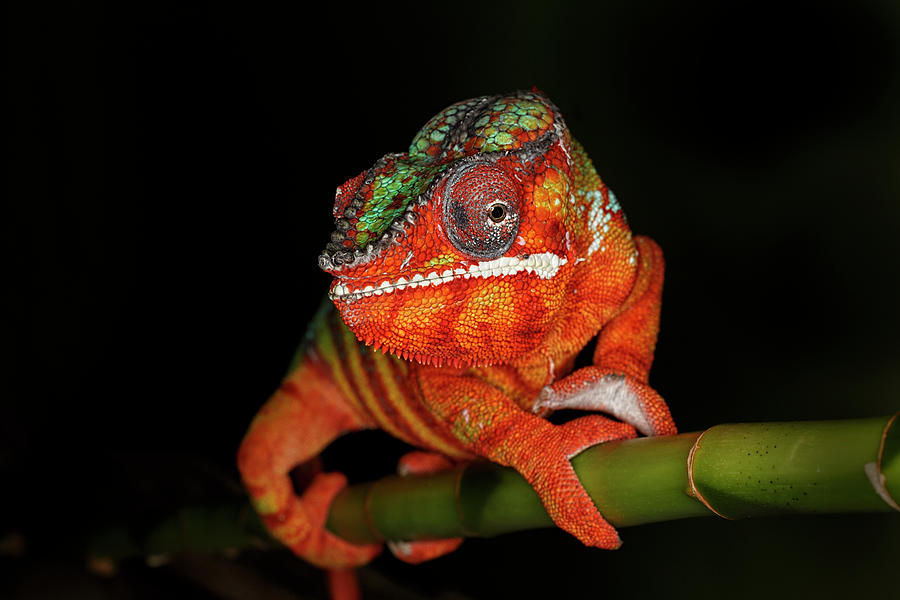 Adam Jones Photograph - Panther Chameleon, Native To Madagascar #3 by Adam Jones