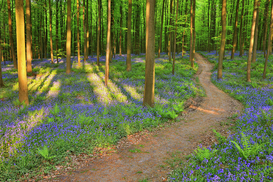 Path Through Bluebells Forest #3 Photograph by Raimund Linke