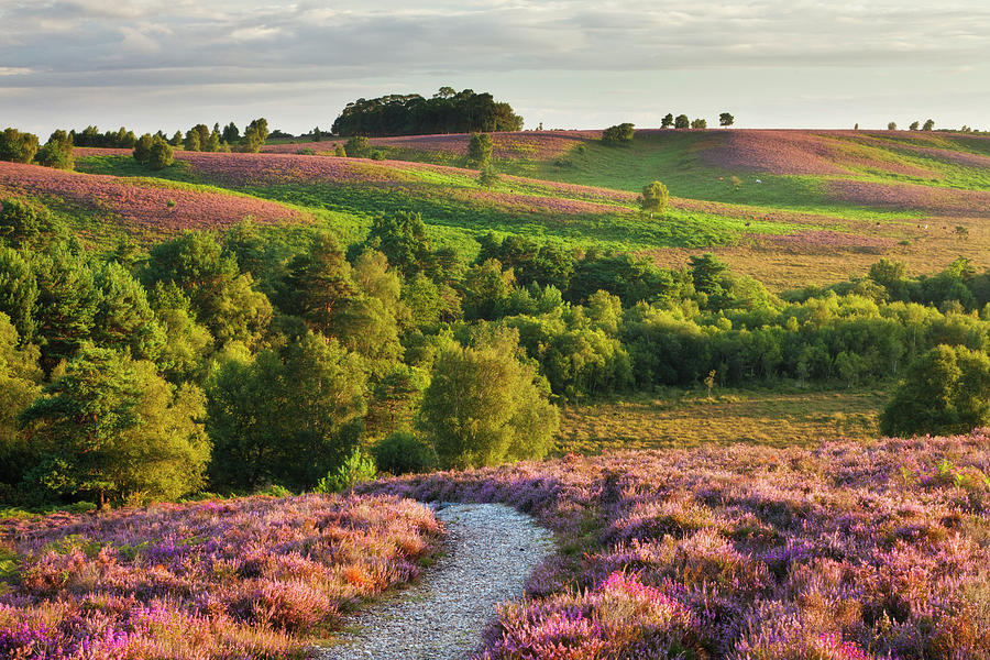 Forest Heather