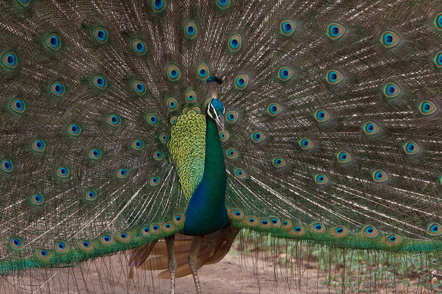 Peacock #3 Photograph by David Hosking