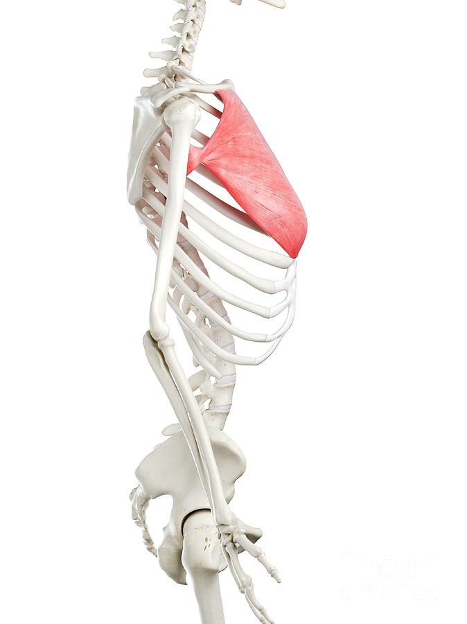 Skeleton Photograph - Pectoralis Major Muscle #3 by Sebastian Kaulitzki/science Photo Library