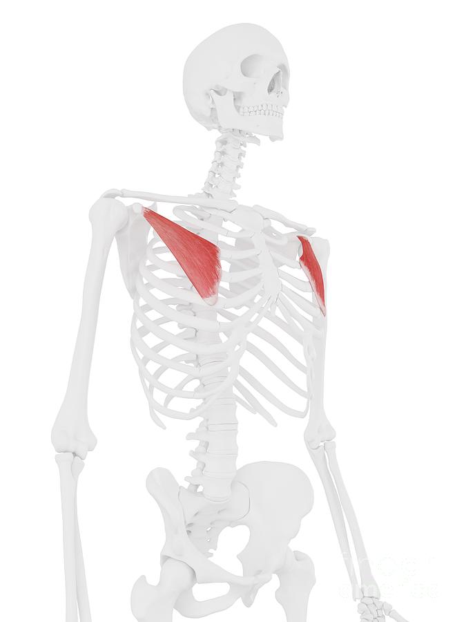 Skeleton Photograph - Pectoralis Minor Muscle #3 by Sebastian Kaulitzki/science Photo Library