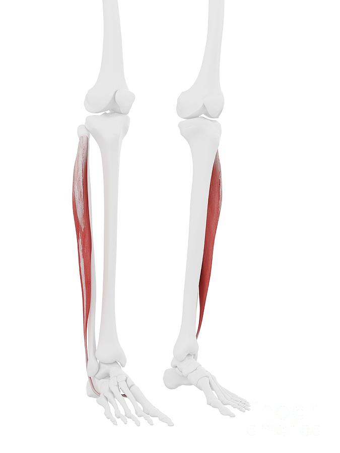 Peroneus Longus Muscle Photograph by Sebastian Kaulitzki/science Photo ...