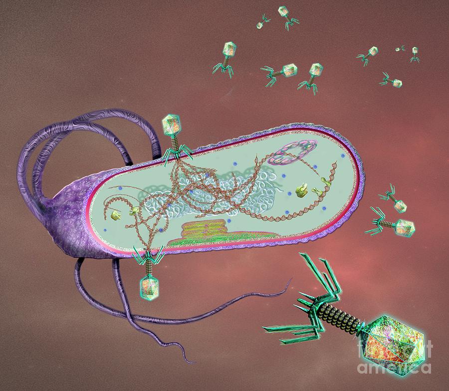 Phages Infecting A Bacterial Cell Photograph by Keith Chambers/science ...