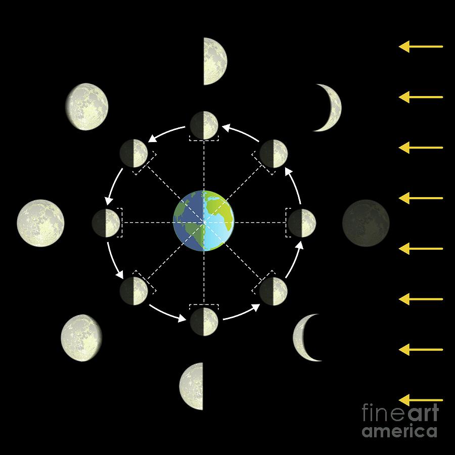 Lunar cycle, illustration - Stock Image - C038/7287 - Science Photo Library