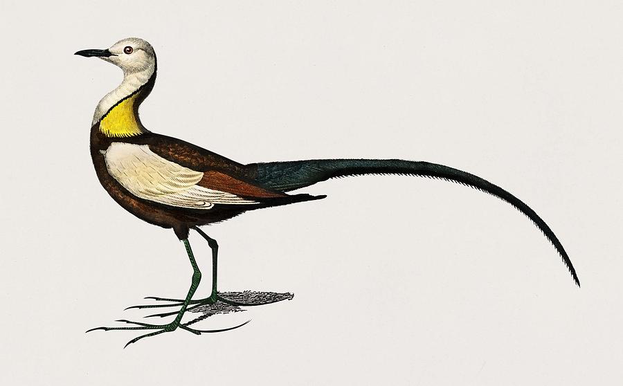 Pheasant tailed jacana  Hydrophasianus chirurgus  illustrated by Charles Dessalines D  Orbigny  1806 #3 Painting by Celestial Images