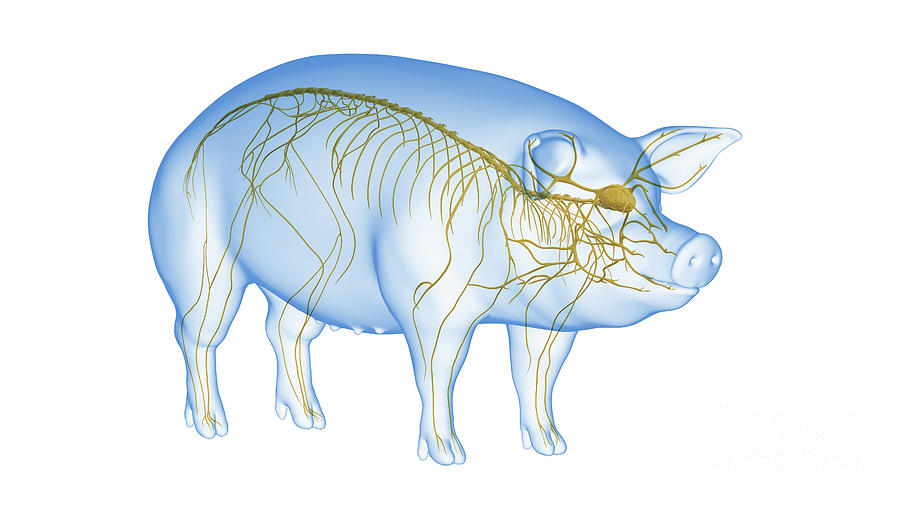 pig-nervous-system-photograph-by-sebastian-kaulitzki-science-photo