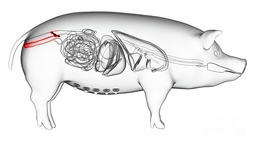 Pig Uterus #3 Photograph by Sebastian Kaulitzki/science Photo Library Pig Uterus #3 Photograph by Sebastian Kaulitzki/science Photo Library