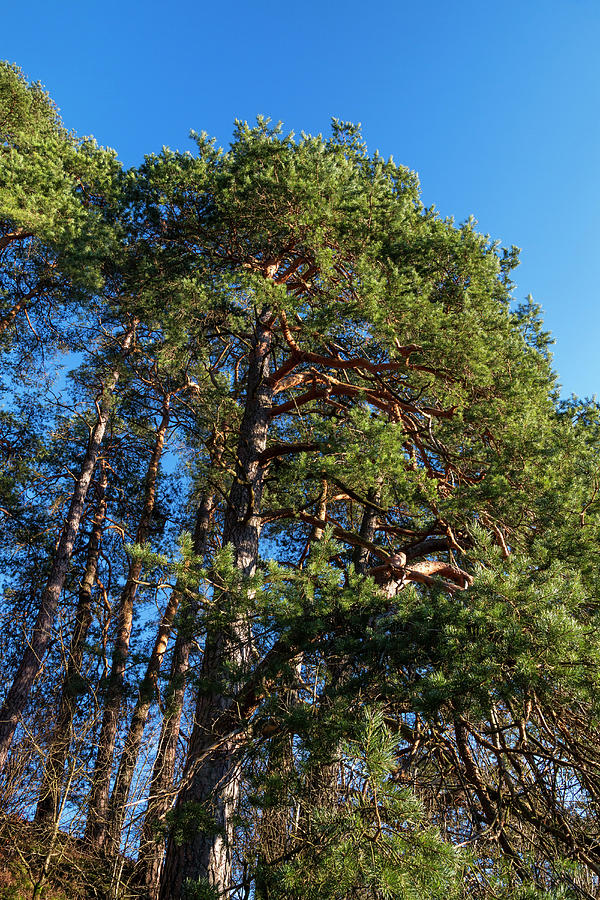 Pine Tree In Autumn, Pinus Sylvestris, Herzogstand Mountain, Alps, Upper Bavaria, Germany, Europe #3 Photograph by Konrad Wothe