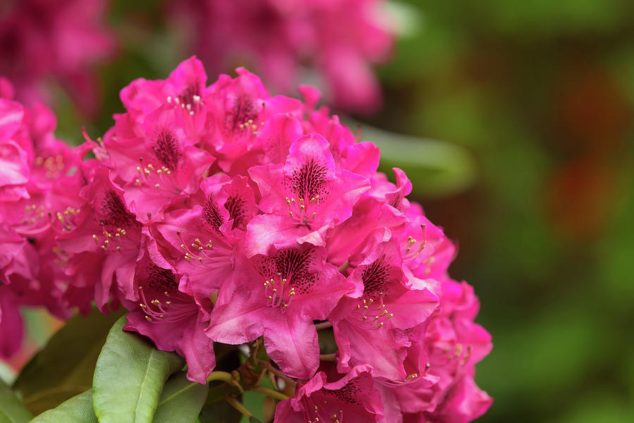 Pink azaleas blooms with small evergreen leaves Photograph by Artush ...