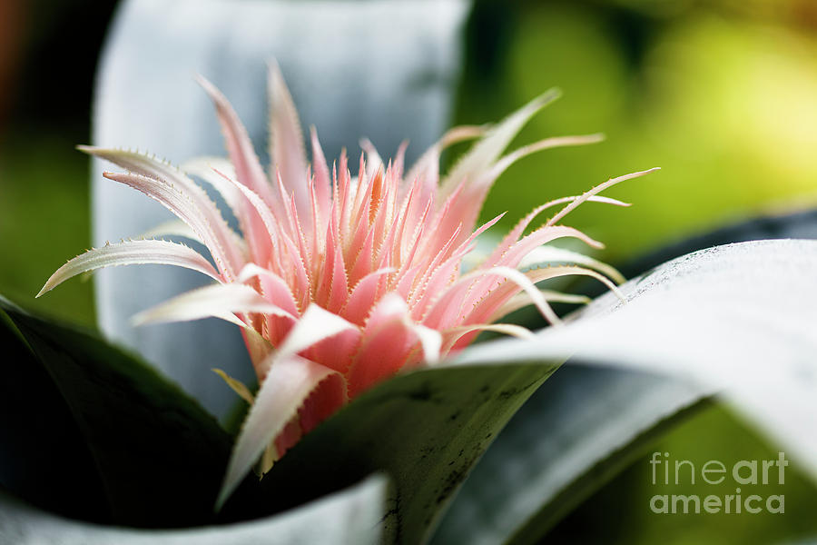 Pink Bromeliad Flower #3 Photograph by Raul Rodriguez