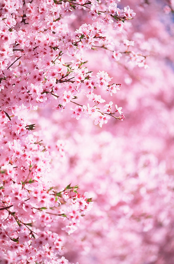 Pink Cherry Blossoms #3 Photograph by Ooyoo